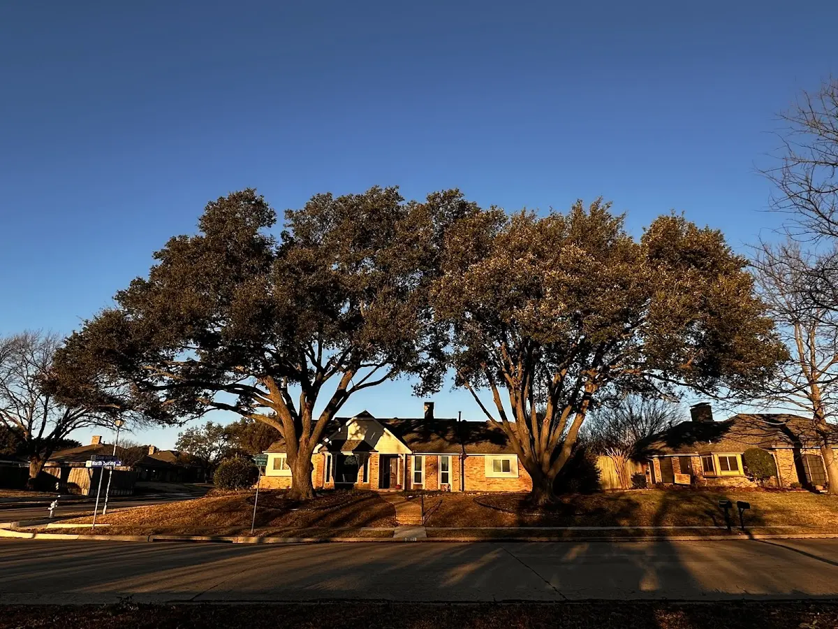 Established residential canopy tree shading a home in Seltzer